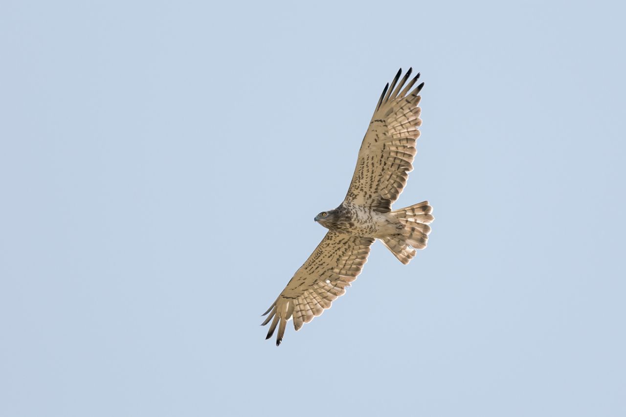 Biancone (Circaetus gallicus) L''aquila dei serpenti